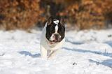 BOULEDOGUE FRANCAIS 920